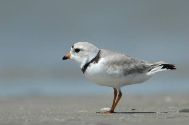 Piping plover. Photo from USFWS Piping_plover_beach_USFWS