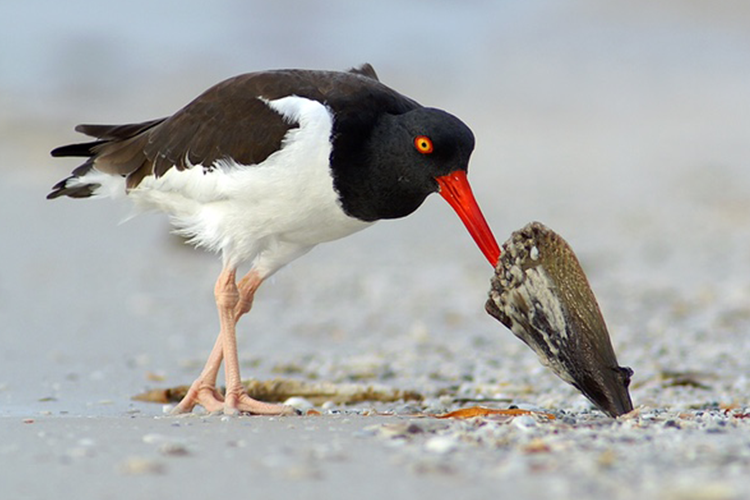 Oystercatcher. Photo by Jack Rogers, National Wildlife Photo Contest oystercatcher_pc-750x500